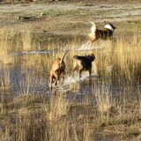 Scooby,Levi en de collie heerlijk rennend.