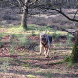 Levi vind het heerljk in de ossewei.