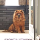 hier op het apartement vind shakira niets aan ze heeft heimwee naar het…