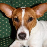 Foto van Jeffrey