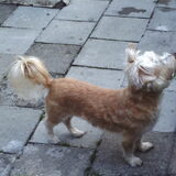 benjike in de tuin