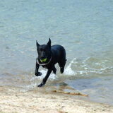 Laika in actie met de bal (5 maand)