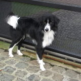 woody op de oprit