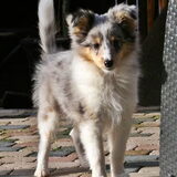 Foto van ~*Sammy Ft Jady Ft Bailey Ft Dusty*~