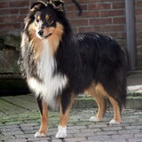 Foto van ~*Sammy Ft Jady Ft Bailey Ft Dusty*~