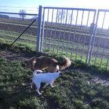 Kiwi en Iris