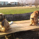 Brando en Kobus
