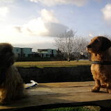 Brando en Kobus