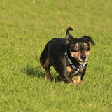 Foto van team Shadow