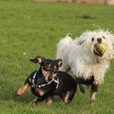 Foto van team Shadow