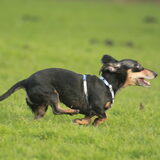 Foto van team Shadow
