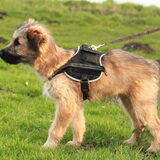 Foto van team Shadow