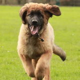 Foto van team Shadow