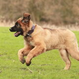Foto van team Shadow