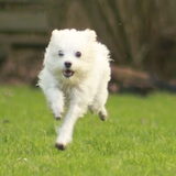 Foto van team Shadow