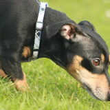 Foto van team Shadow