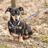 Foto van team Shadow