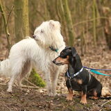Foto van team Shadow