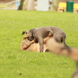 Foto van team Shadow