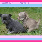 Foto van chihuahua lovers