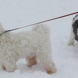 In de Sneeuuw