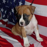 Kleine Harley