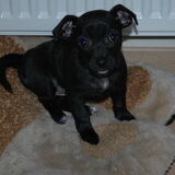Onze nieuwe aanwist kleine puppy desie hier was ze net 1 week bij ons.