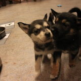 Zoey en Cleo, 7 weken :)