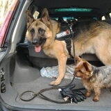 vito in lady in de auto terug uit het bos