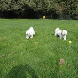 Samen spelen