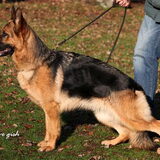 Kaya vom Twickelland Sch1 Kkl1a Vice-Holland Siegerin 2011.