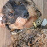 Foto van Pepijn & Otis