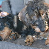 Foto van Pepijn & Otis