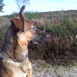 van opzij, onze puppie!