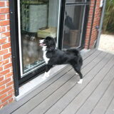 wat een mooie hond daar binnen =)