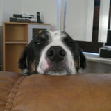 Foto van Bordercollie fanaat