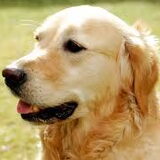 Foto van chanel retriever