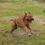 Foto van patricia,  *Spikey* Nino & Lola