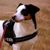 Mylo