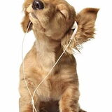 Foto van animal lover