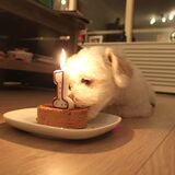 Lekkerrr!!! (Mijn baasje heeft wel snel het kaarsje weggehaald hoor)