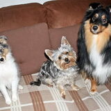 Foto van ~*Sammy Ft Jady Ft Bailey Ft Dusty*~