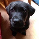Please.. smekende Marley