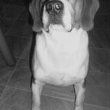 onze Darco, onze rustige bink