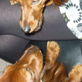Foto van Greetje & Odie