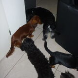 Foto van Greetje & Odie