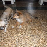 zino met mizka