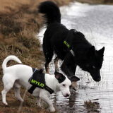 Mylo & Blue