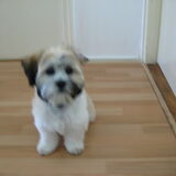 Dit is mijn hondje Oscar.Hij is nu 9 mnd.Het is een shihtzu
