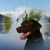 Foto van *Laycka en Lady*